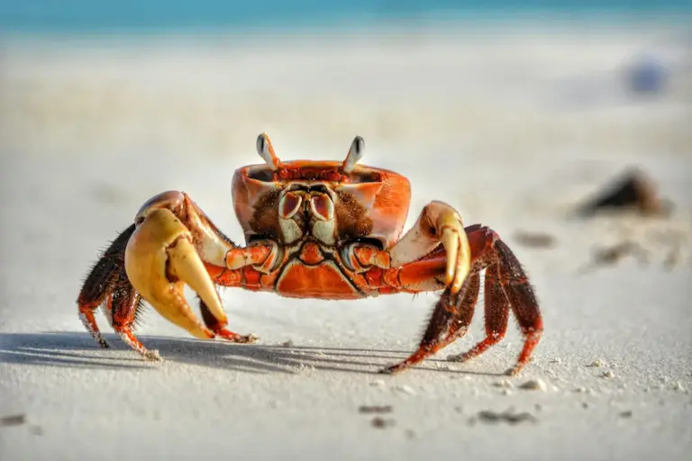 Red hermit crab on a sandy beach with its claws raised, looking toward the camera.