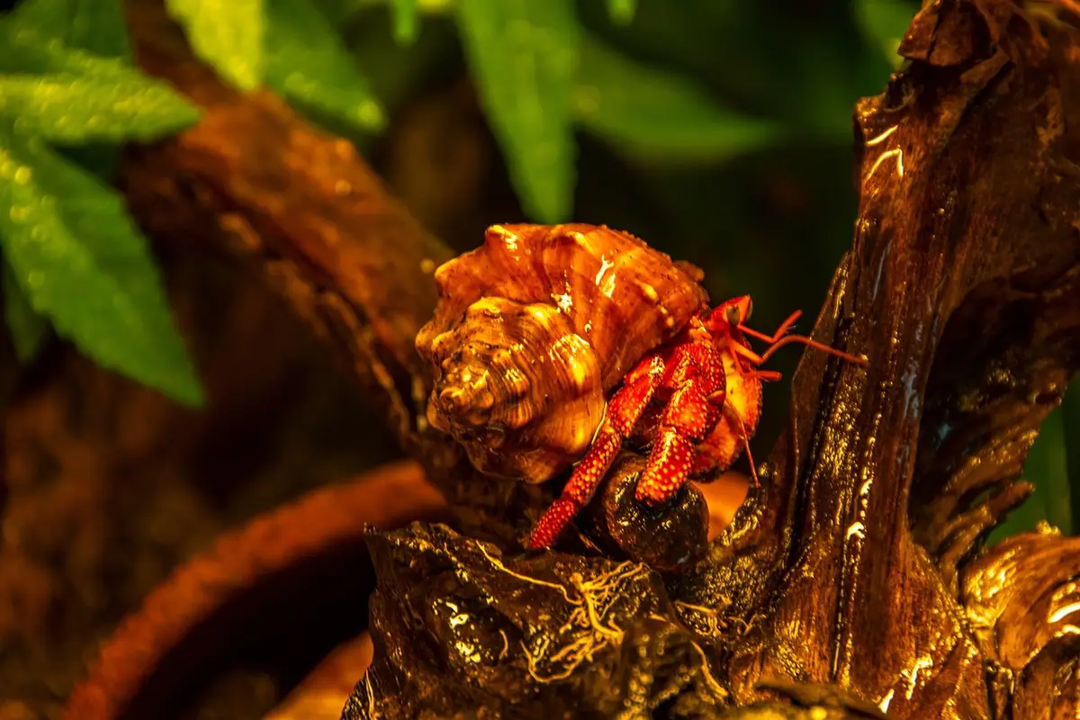Red hermit crab perched on a textured piece of driftwood inside a terrarium, with green foliage in the background.