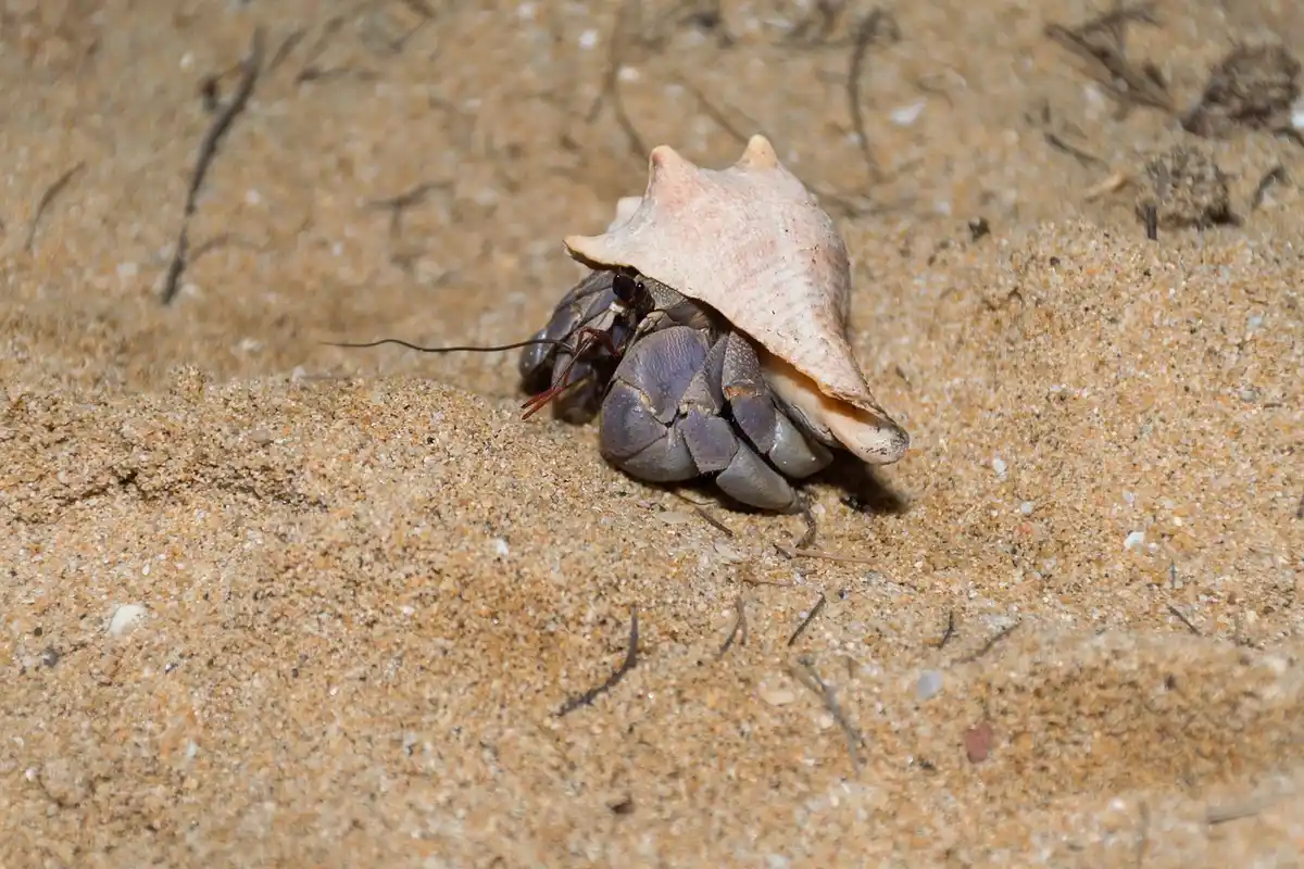 Hermit crab on sand with a small shell, illustrating shelter and space-enrichment considerations.