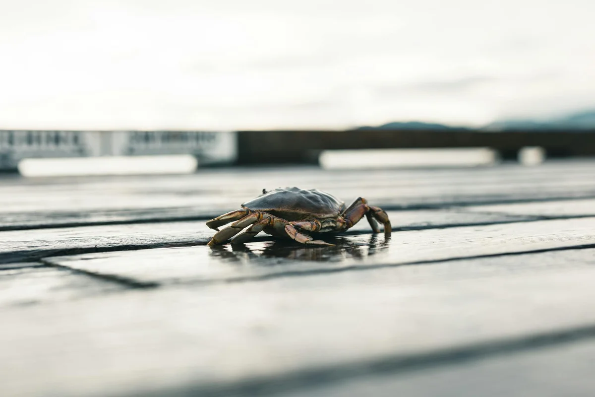 Hermit crab on a wooden deck near water, representing careful planning of feeding times and portions.