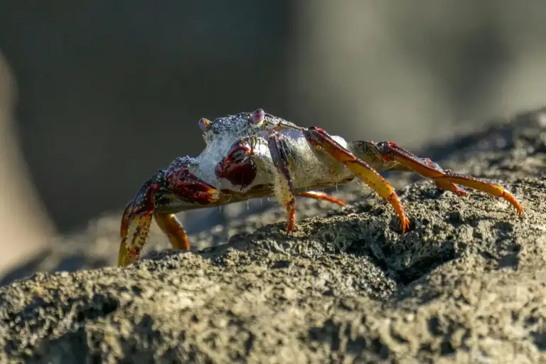 A small hermit crab with orange-brown legs on a rough, sunlit rock surface.