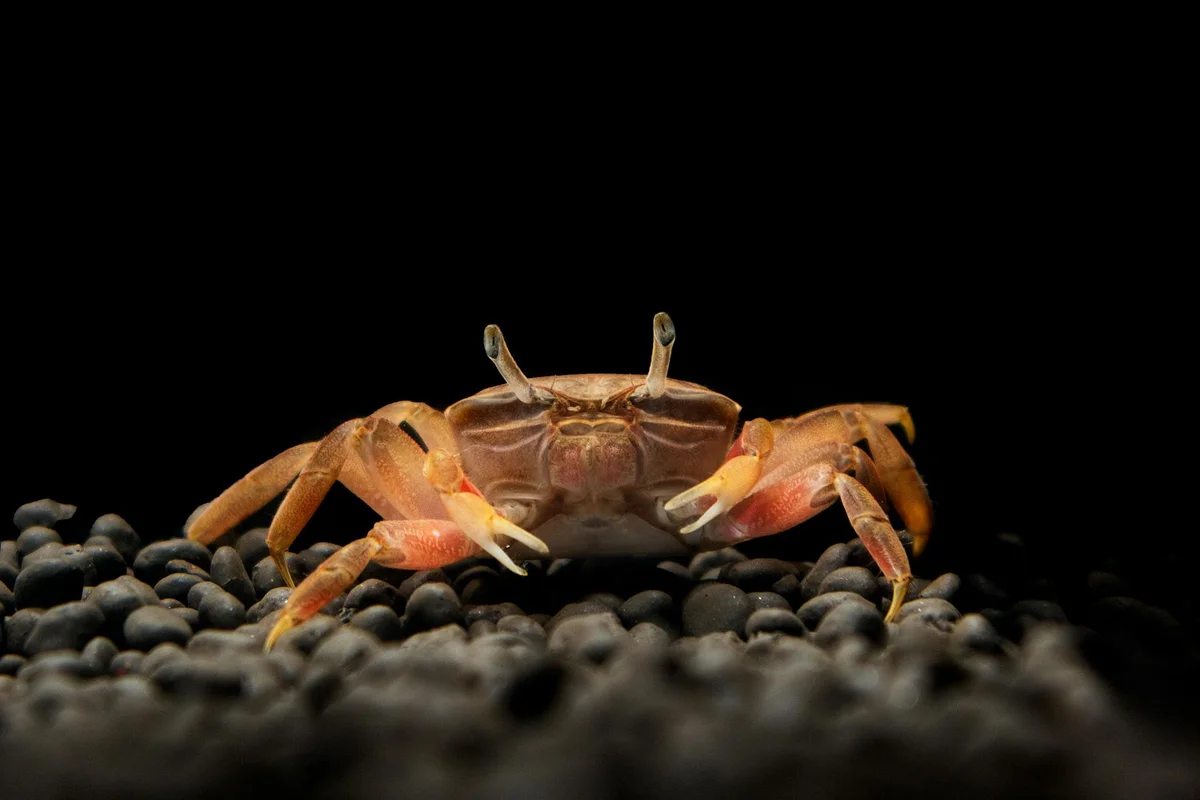 Orange hermit crab on dark pebbles with a black background, facing the camera.