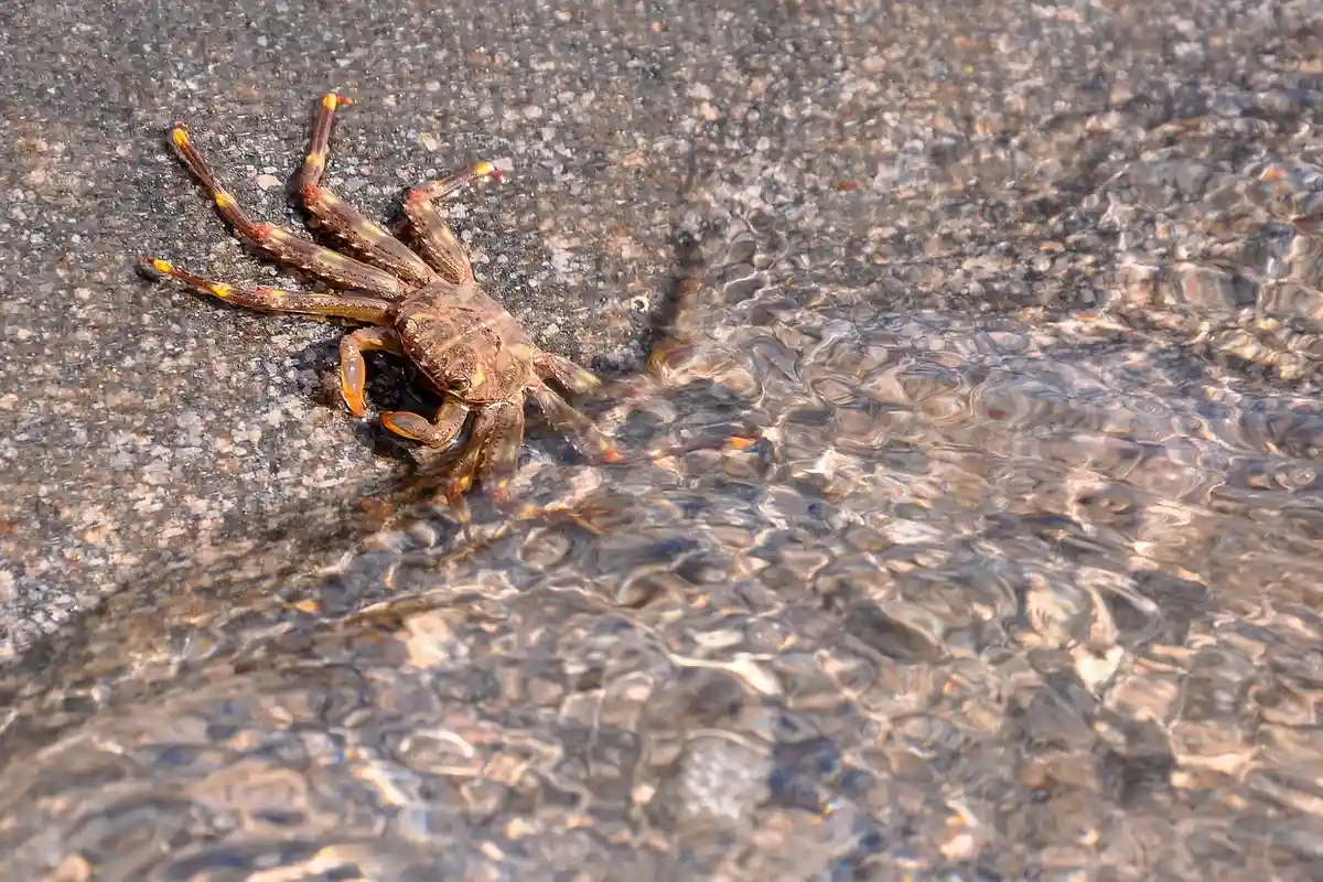 Hermit crab on a damp, pebbled substrate near water in a terrarium, highlighting environmental monitoring needs.