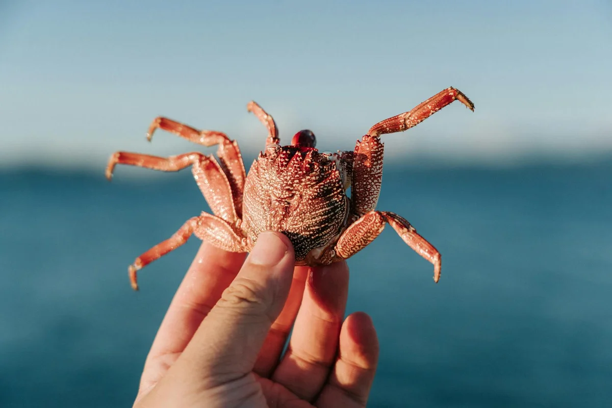Close-up of a hermit crab being gently held between a person's fingers with a blue ocean background.