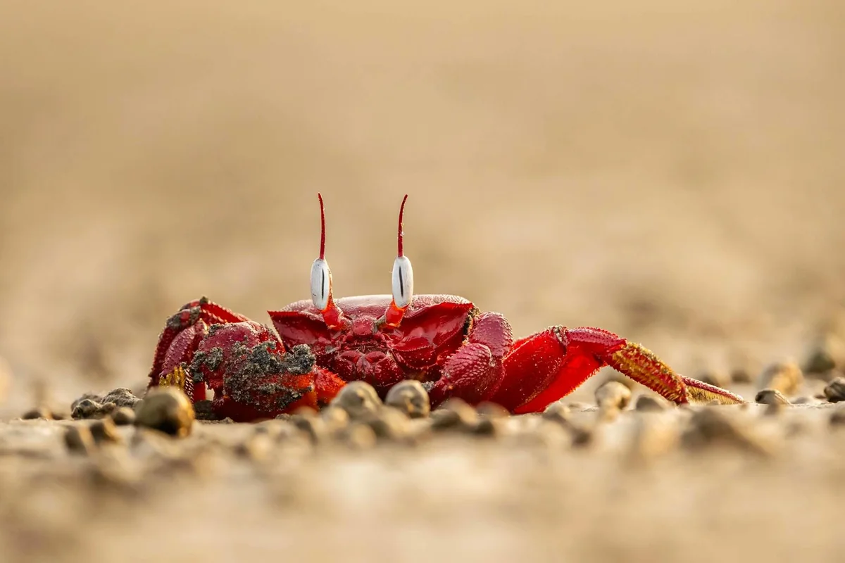 Close-up of a red hermit crab on a sandy surface, with its eyes on stalks raised above the sand and small pebbles scattered around.