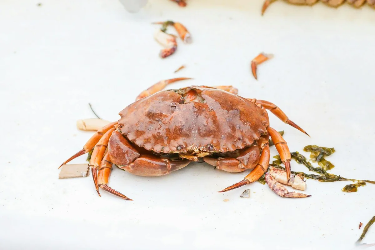 Orange-brown hermit crab on a white surface with bits of seaweed nearby.