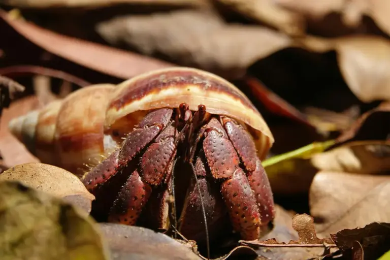 Close-up of a land hermit crab partially visible from its shell among brown leaf litter