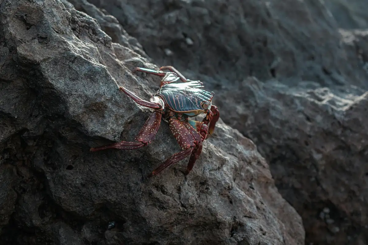 Hermit crab on dark rocks with a blue-patterned shell and red legs.