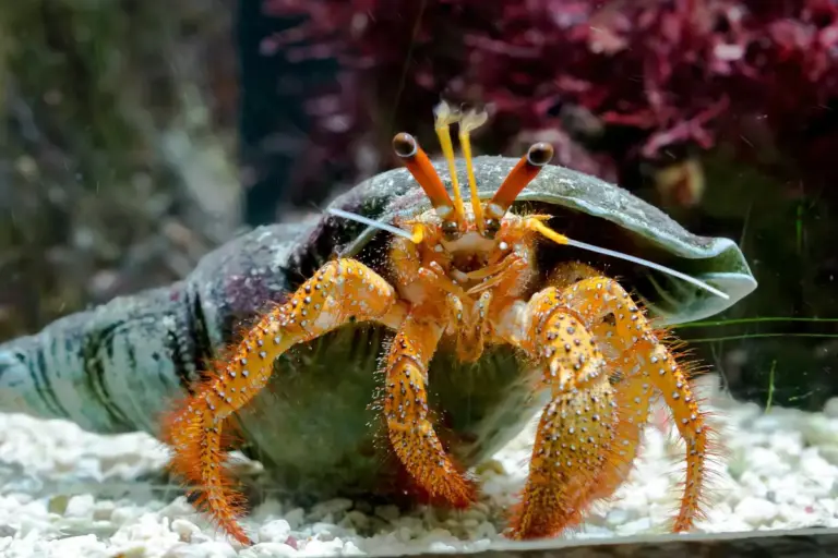 Orange hermit crab with long eyestalks and spiny legs on a light gravel substrate, with a shell behind it.