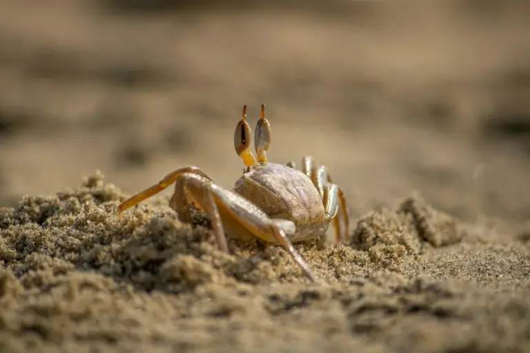 Close-up of a hermit crab on sandy ground, facing the camera with its claws raised.