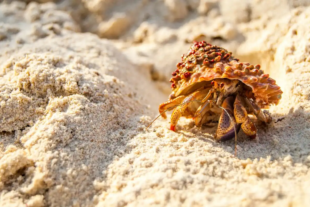 Close-up of a hermit crab emerging from a patterned shell and crawling over pale sand inside a controlled enclosure