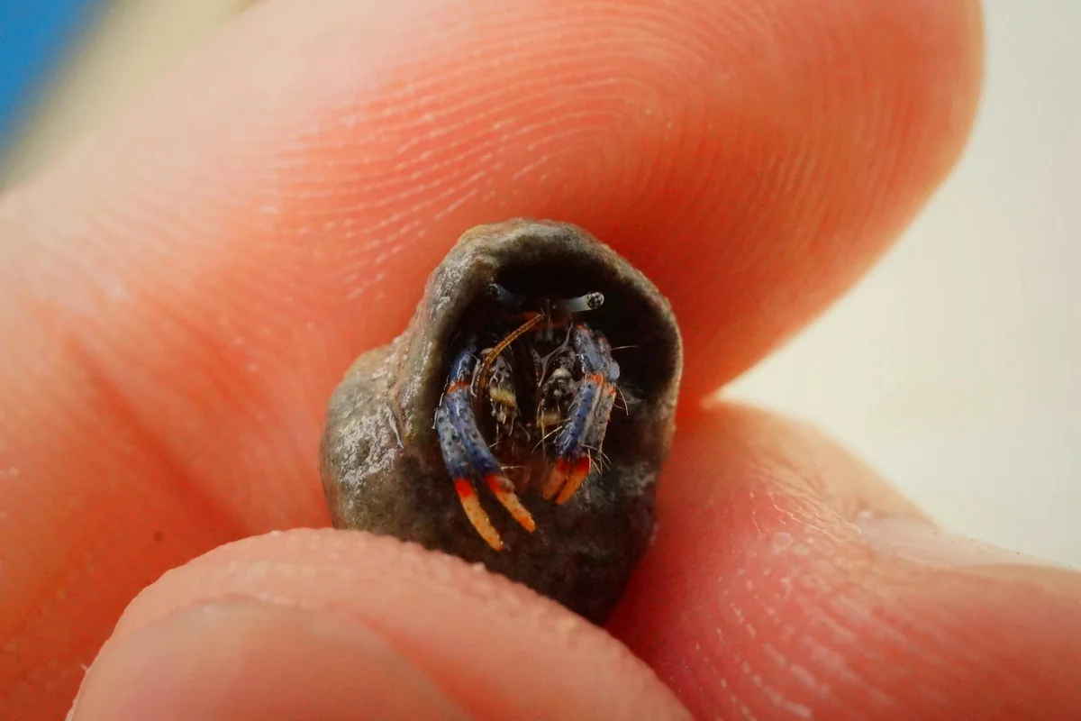 Close-up of a small hermit crab partially visible inside a dark shell, held between pinched fingers.