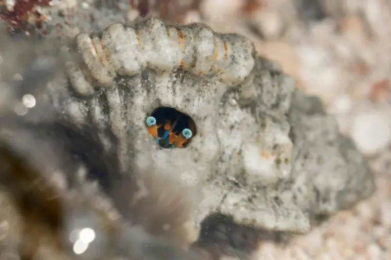 Close-up of a tiny hermit crab peeking from a weathered shell in a sandy underwater environment, with bright blue eyes.