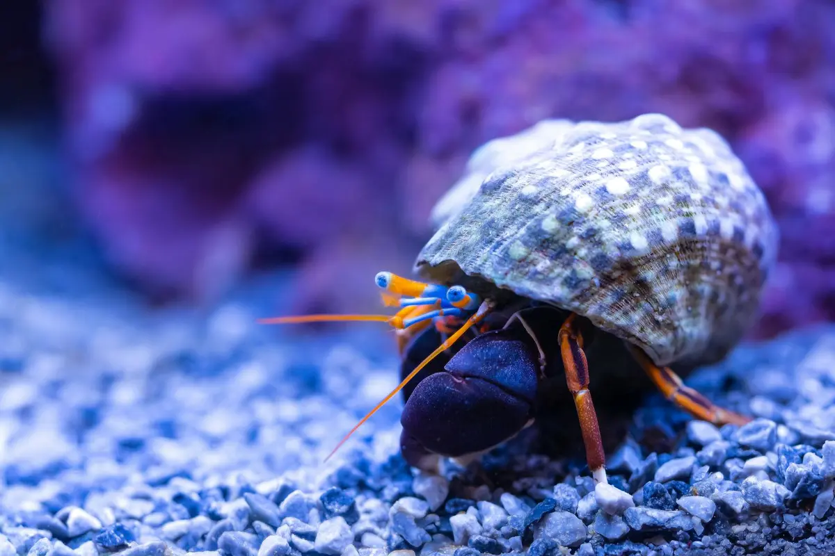 Close-up of a hermit crab with a patterned shell on blue gravel, highlighting crustacean morphology and exploration behavior.