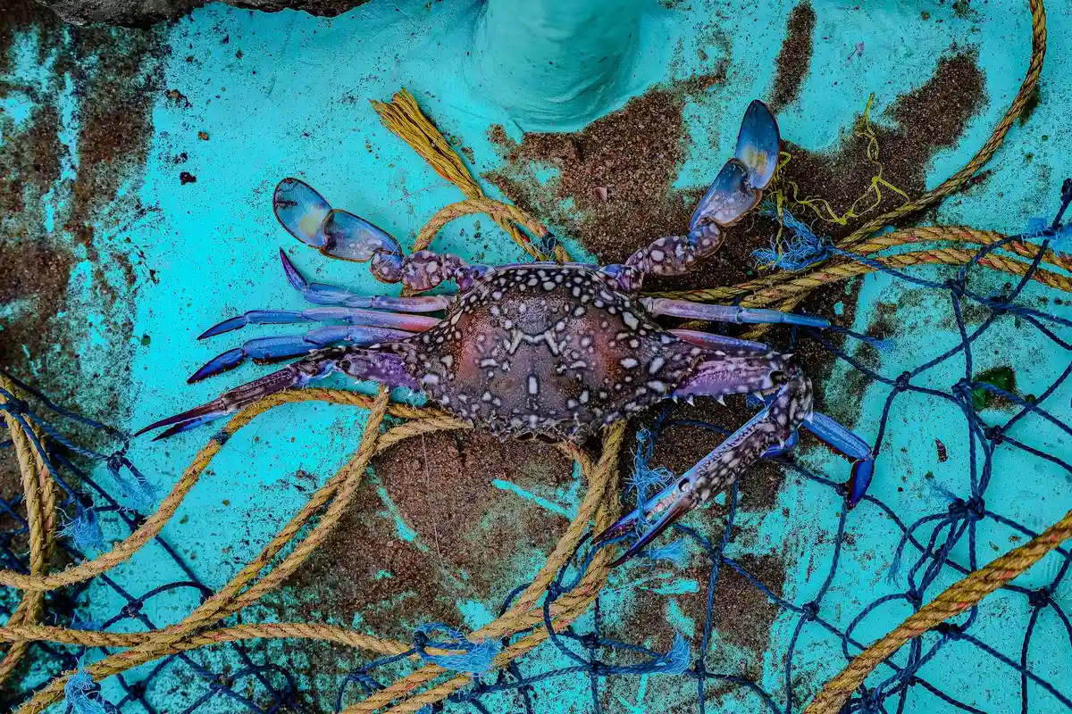 A blue-purple hermit crab on a turquoise surface tangled with rope, highlighting the creature's observed behaviors.