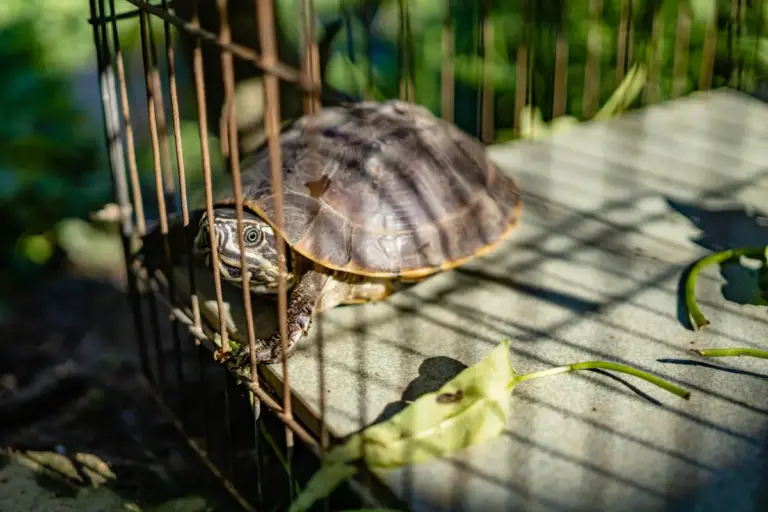 Hermit crab peering through the bars of a small wire cage on a sunlit outdoor surface with green leaves nearby.