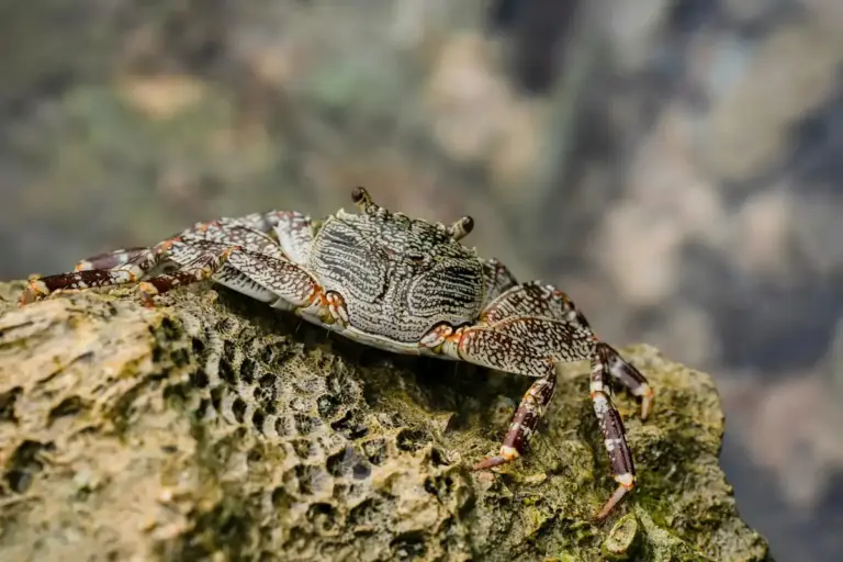Hermit crab perched on a textured rock, showing its hard exoskeleton, legs, and long antennae.
