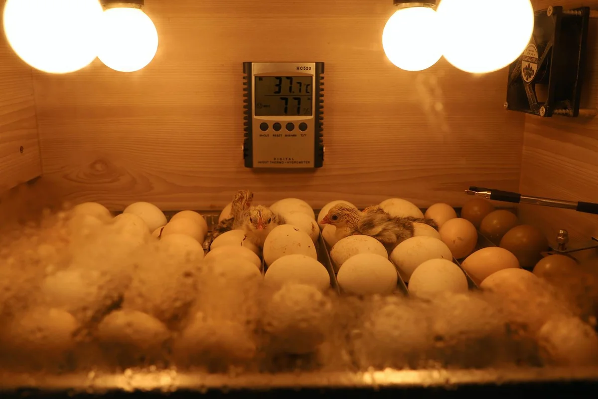 Inside a small enclosure with warm lighting and a digital thermometer mounted in the center among eggs, illustrating monitoring of temperature in a habitat.