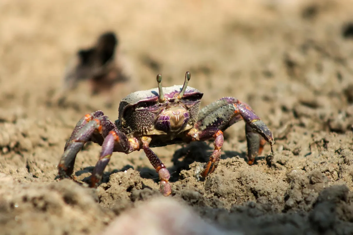 Colorful hermit crab on sandy ground with purple-brown claws and shell.