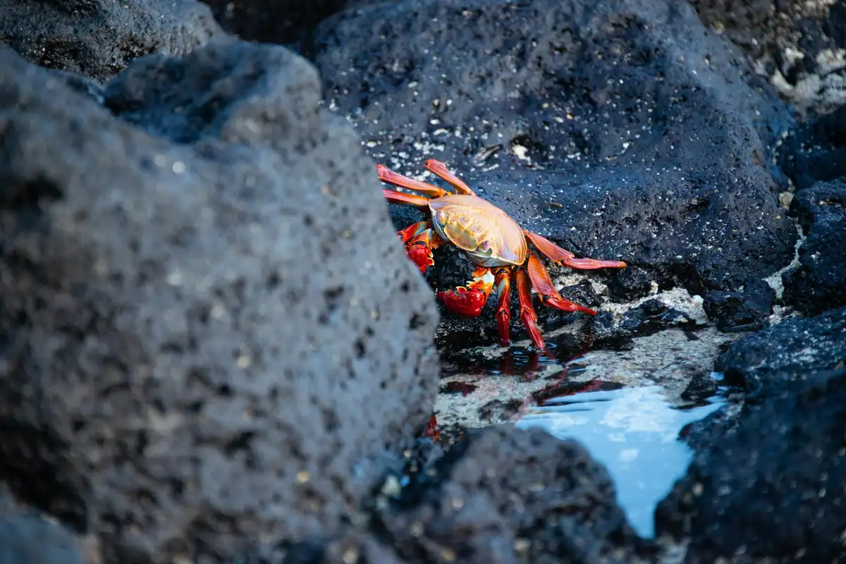 Bright orange hermit crab among dark volcanic rocks near a small tidal pool, illustrating shell selection during molting.