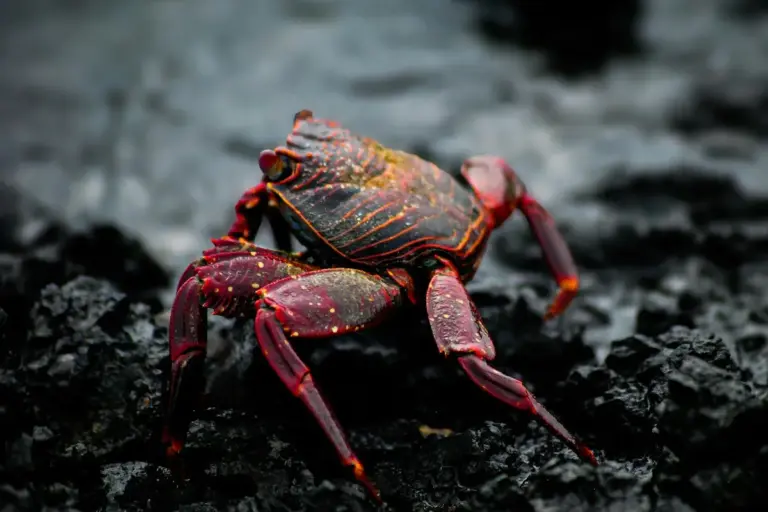 Red-brown hermit crab on a dark, rocky surface with textured shell and visible legs.