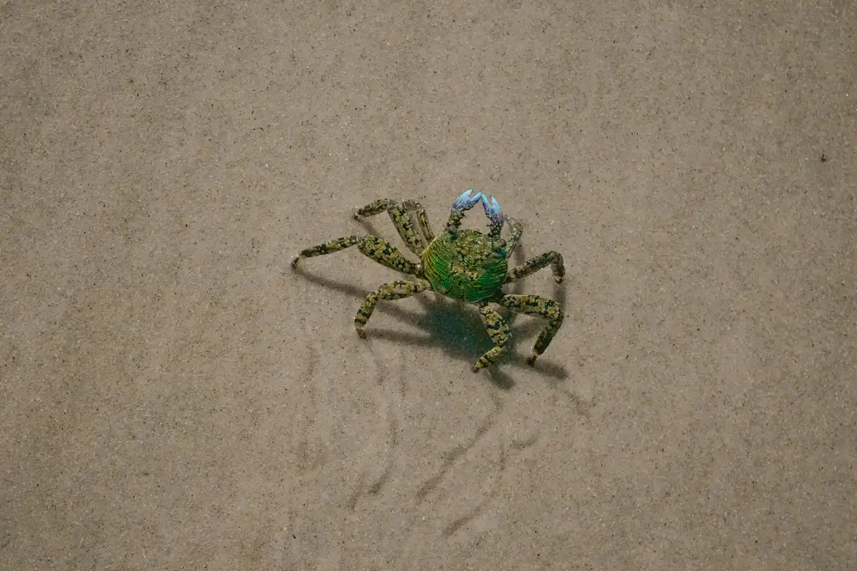 Green hermit crab with a blue-tinted shell walking on a sandy surface