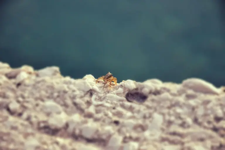 A small hermit crab on a rocky shore with a blurred blue-green background.