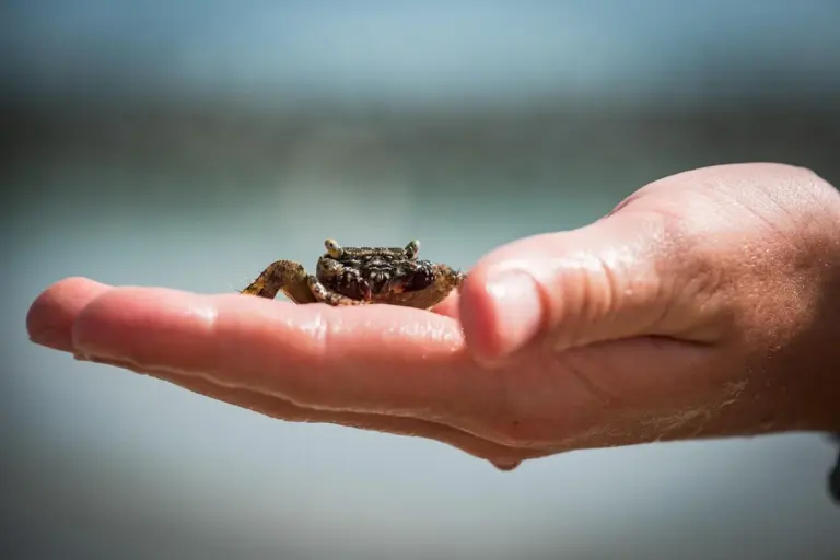 A small hermit crab perched on a human hand with a blurred beach background.