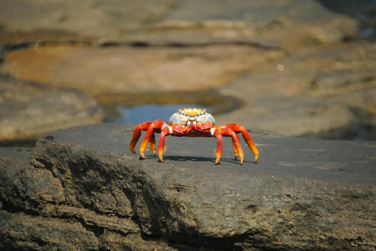 Red hermit crab standing on a rocky surface near water