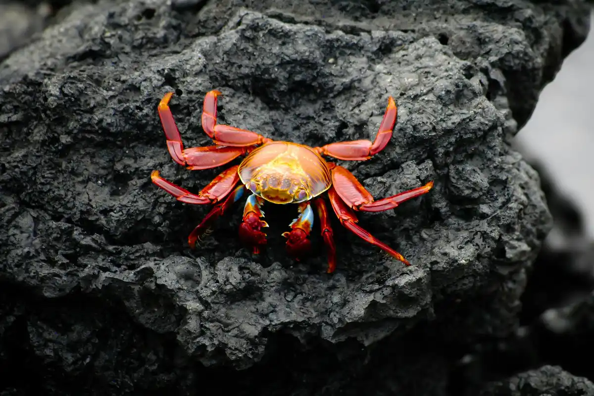 Red hermit crab on a dark, textured rock surface