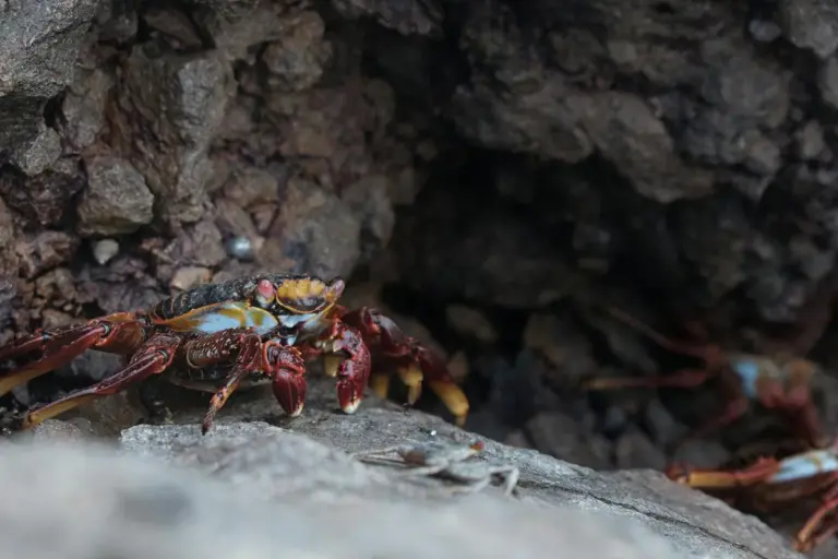 A colorful hermit crab perched on a rocky ledge, its claws visible as it explores the surface.