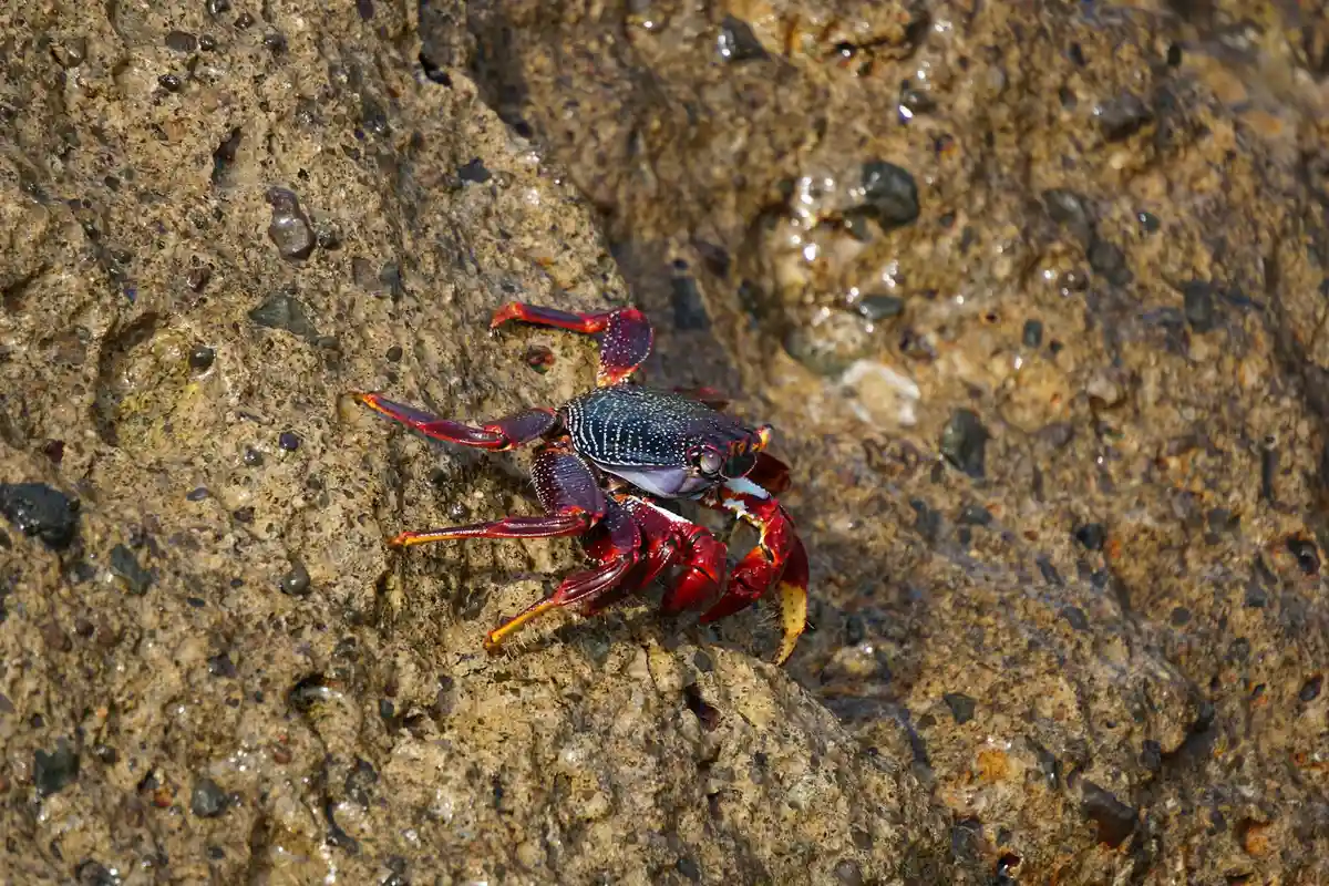 Close-up of a red and blue hermit crab crawling on a textured rocky surface.