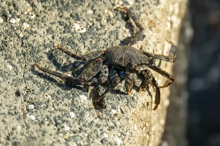 Dark brown hermit crab on a rough rock surface