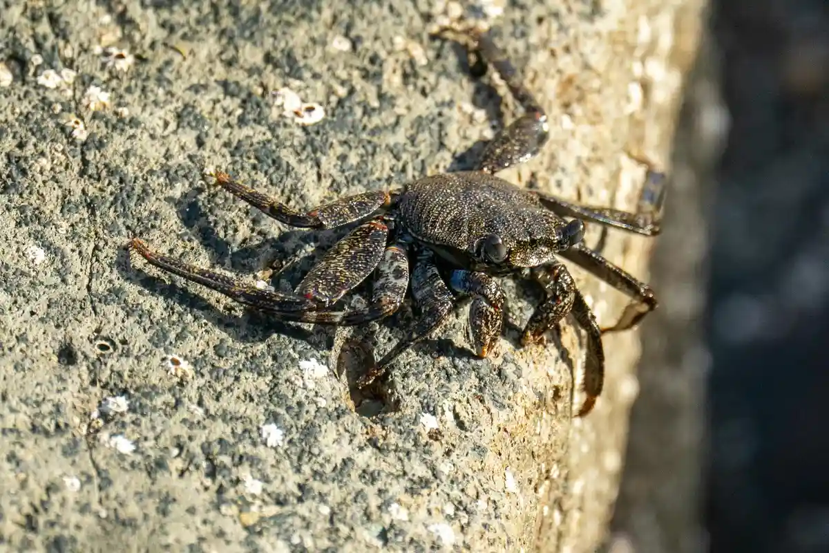Dark brown hermit crab on a rough rock surface