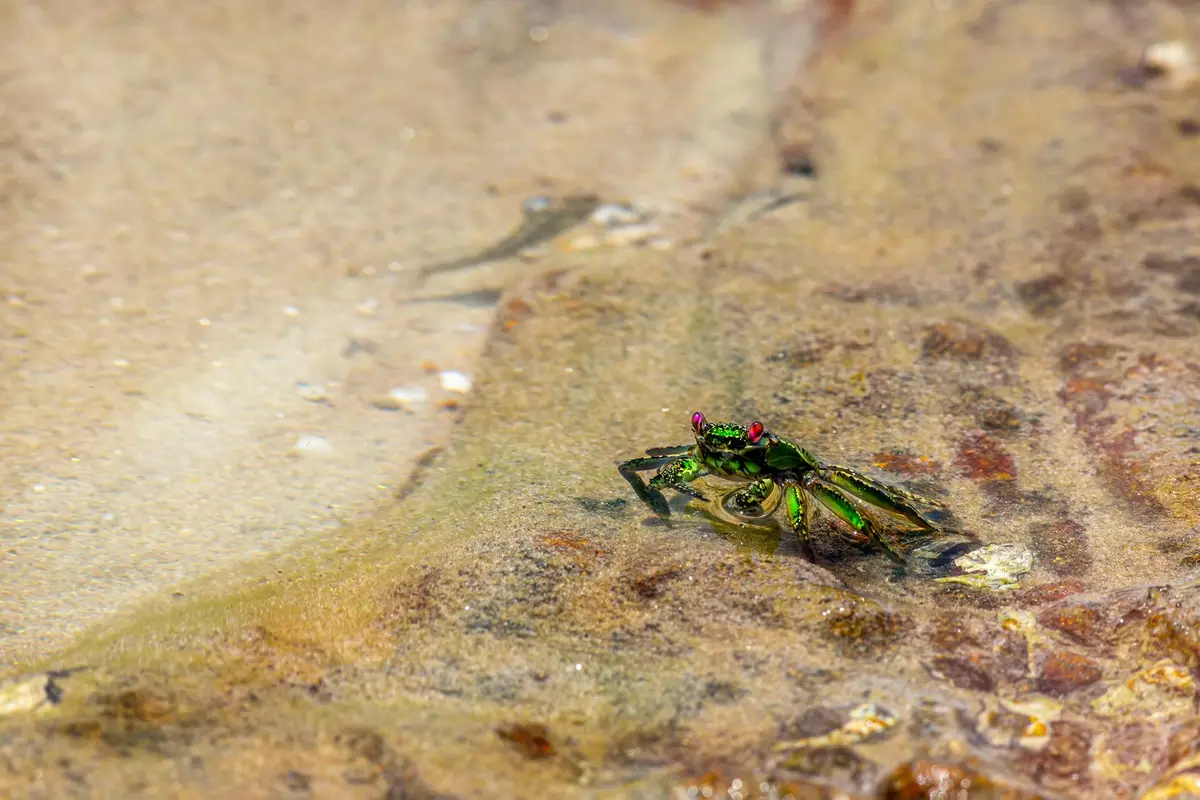 Small green hermit crab on a damp rock near water