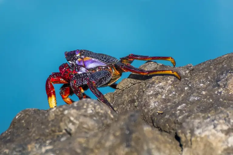 Colorful hermit crab perched on rocks against a blue background