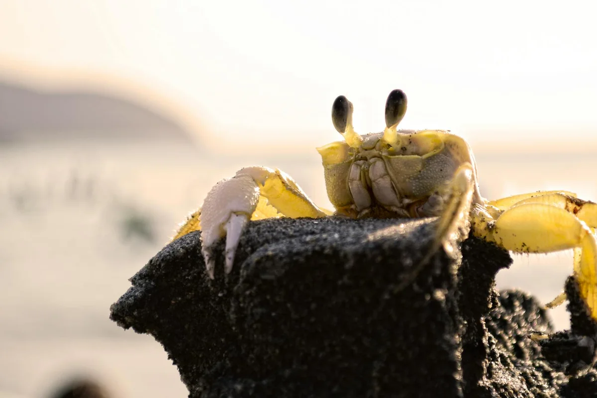 Close-up of a hermit crab perched on a dark rock at sunset, showing its antennae and claws