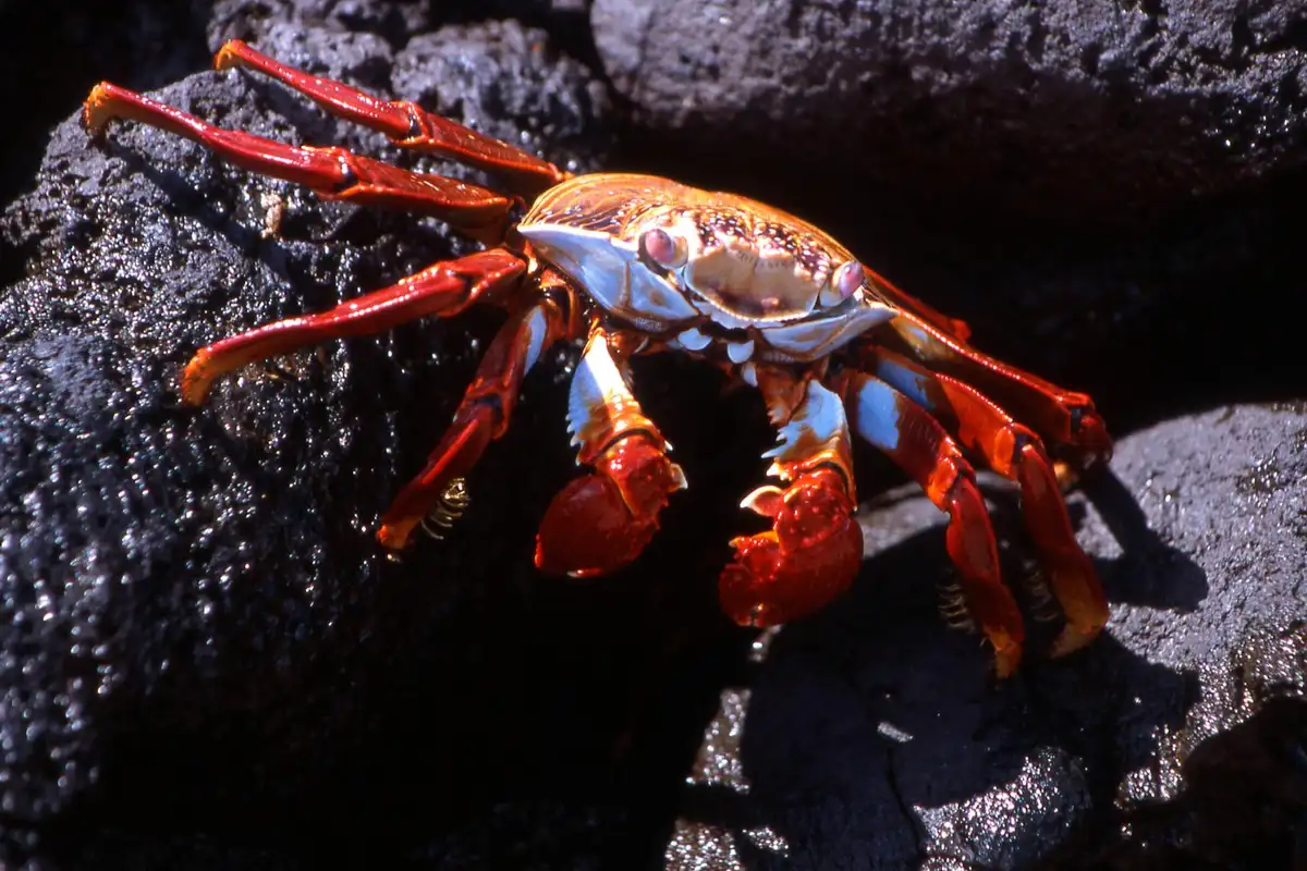 Red hermit crab navigating dark rocky substrate