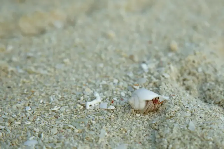 A small hermit crab on grainy sand with a broken shell nearby