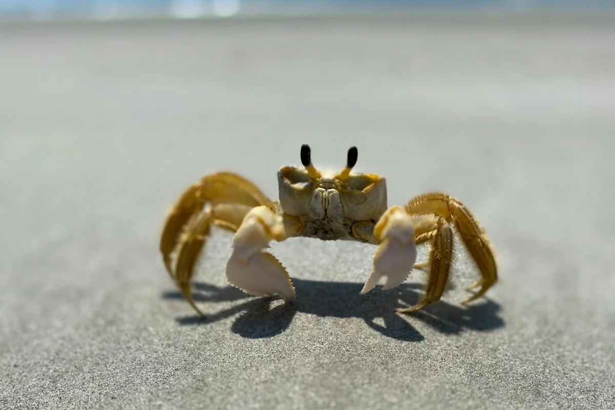 Hermit crab on a sandy beach with raised claws, illustrating safe feeding context.