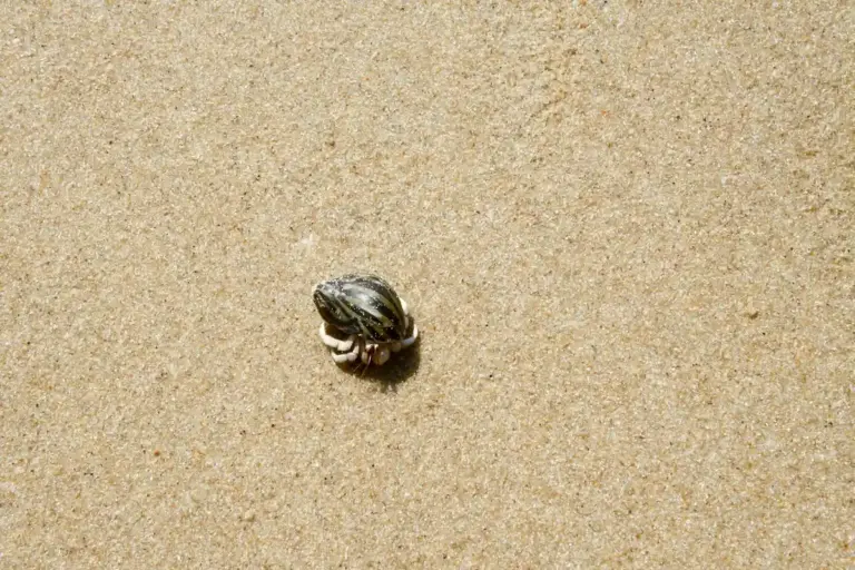 Tiny hermit crab on sandy surface