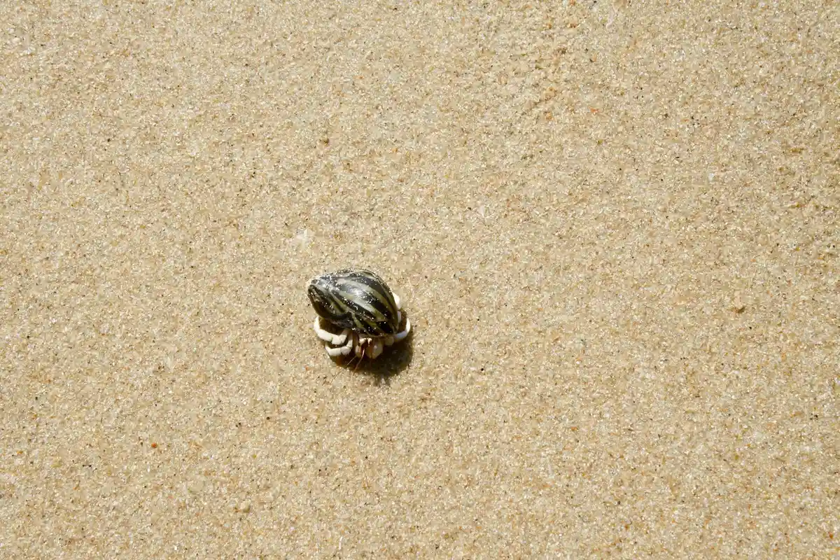A small hermit crab on sandy beach surface, illustrating the beach habitat where hermit crabs forage for nuts and seeds.