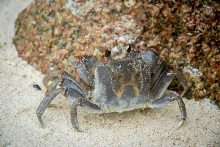 A gray hermit crab on sandy beach with a rocky backdrop