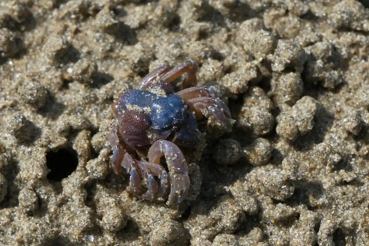 Small hermit crab with a blue-tinted shell on coarse beach sand