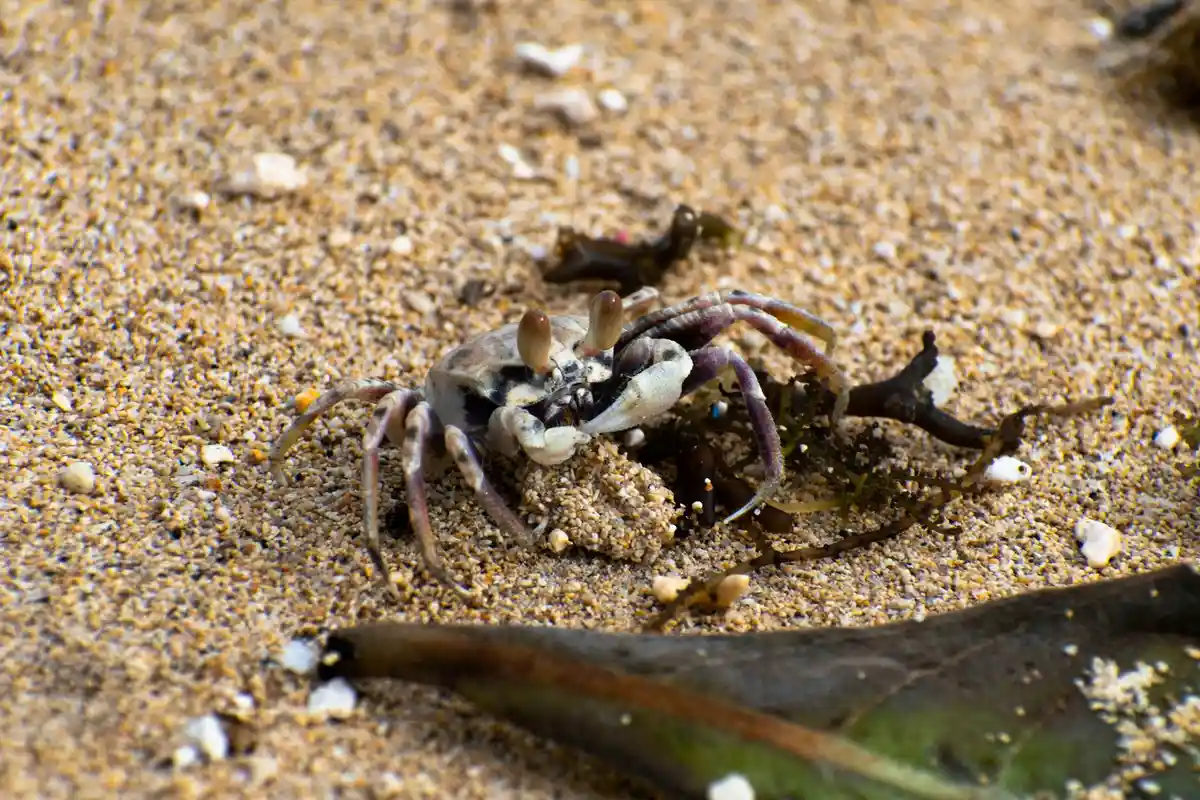 Small hermit crab on sandy surface with bits of shell and debris