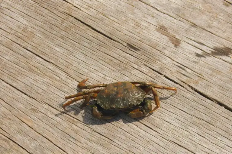A brown hermit crab on a weathered wooden surface, viewed from above.
