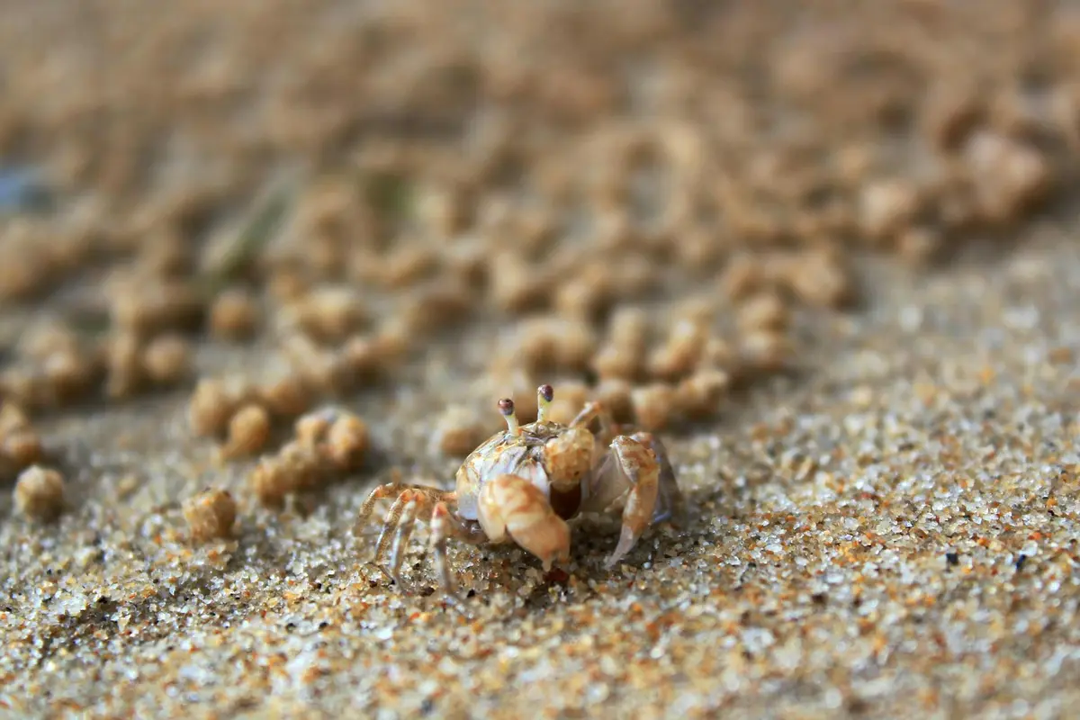Close-up of a small hermit crab on a sandy beach with scattered grains, in focus against a blurred background.