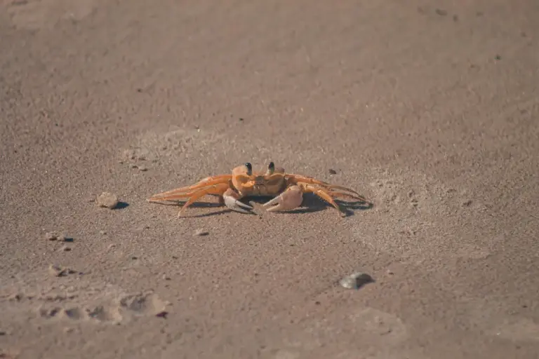 Two orange hermit crabs on a sandy beach engaging in a social encounter.