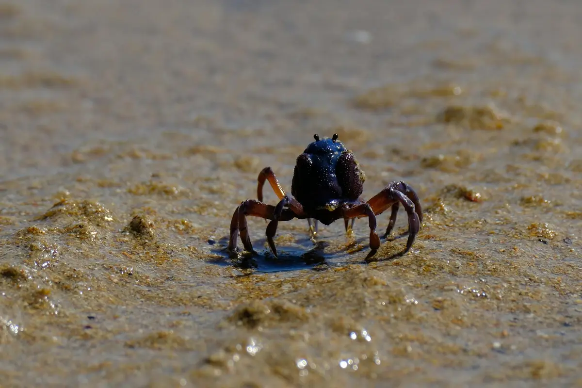 Close-up of a dark hermit crab on wet, sandy shore facing the camera with claws raised, preparing to move.