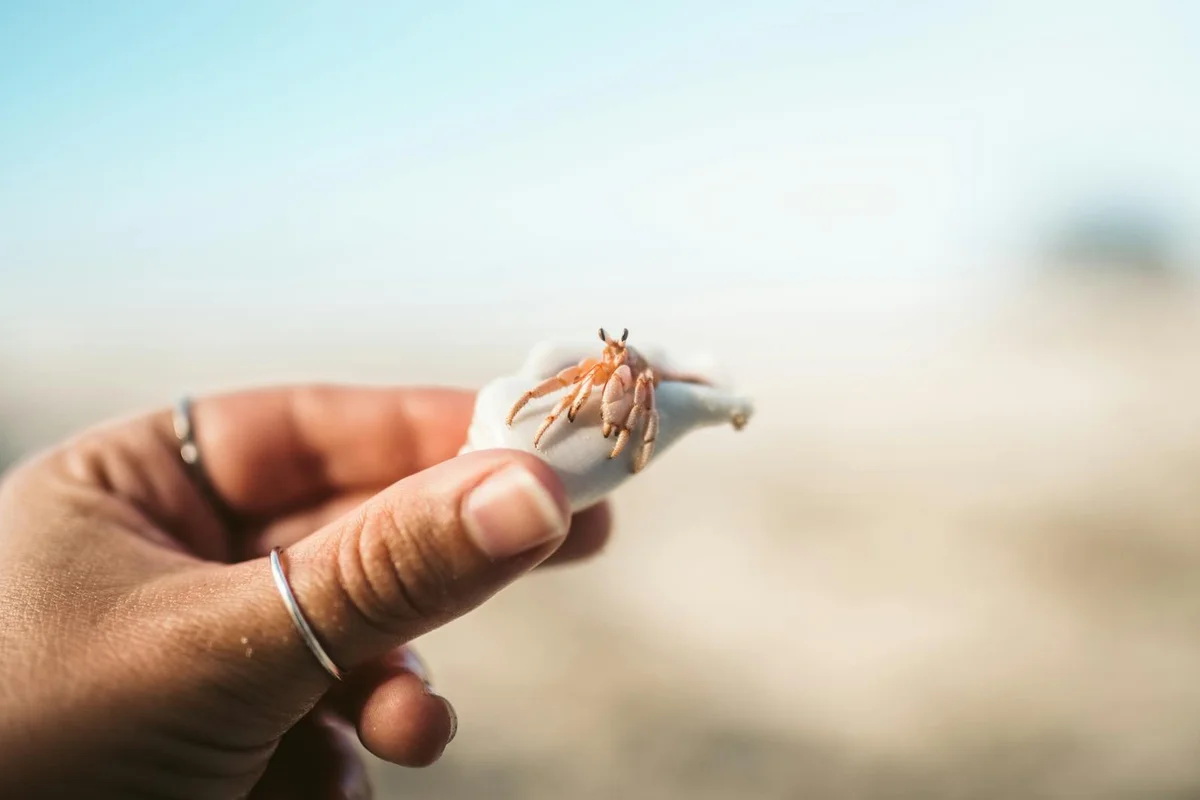 Close-up of a small hermit crab perched on a shell held between a person's fingers outdoors, with a soft, blurred sandy background.